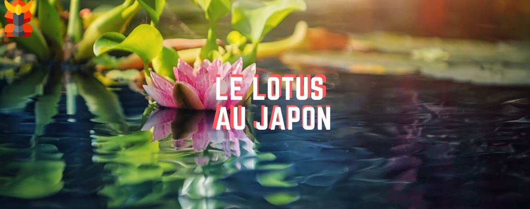 fleur de lotus signifiant japonais