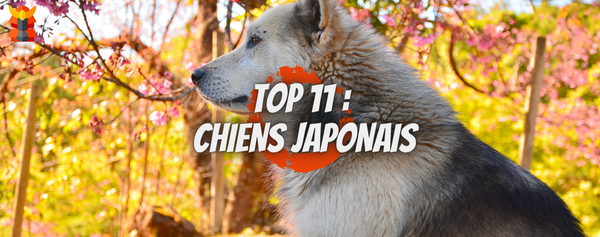 CHIEN JAPONAIS